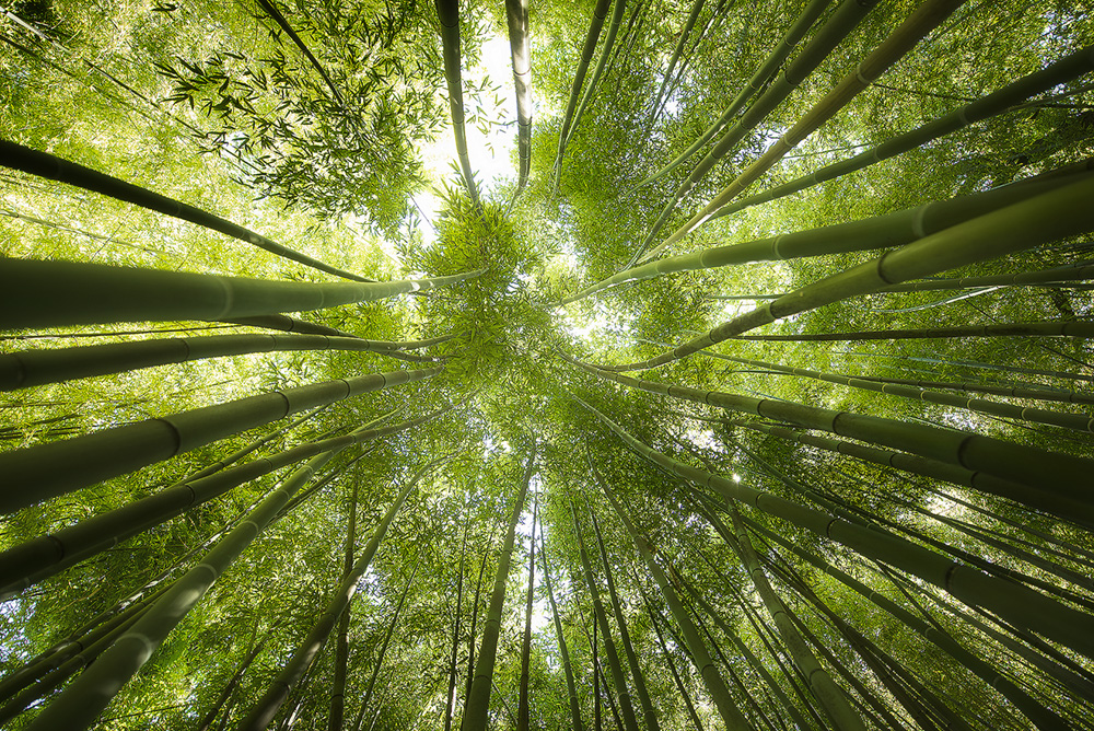 Bamboo