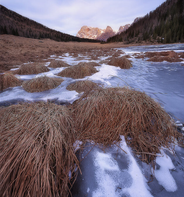 Ice Bushes II