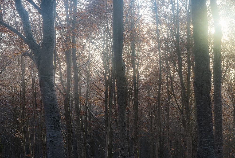 In the Wood – Autumn Vibes