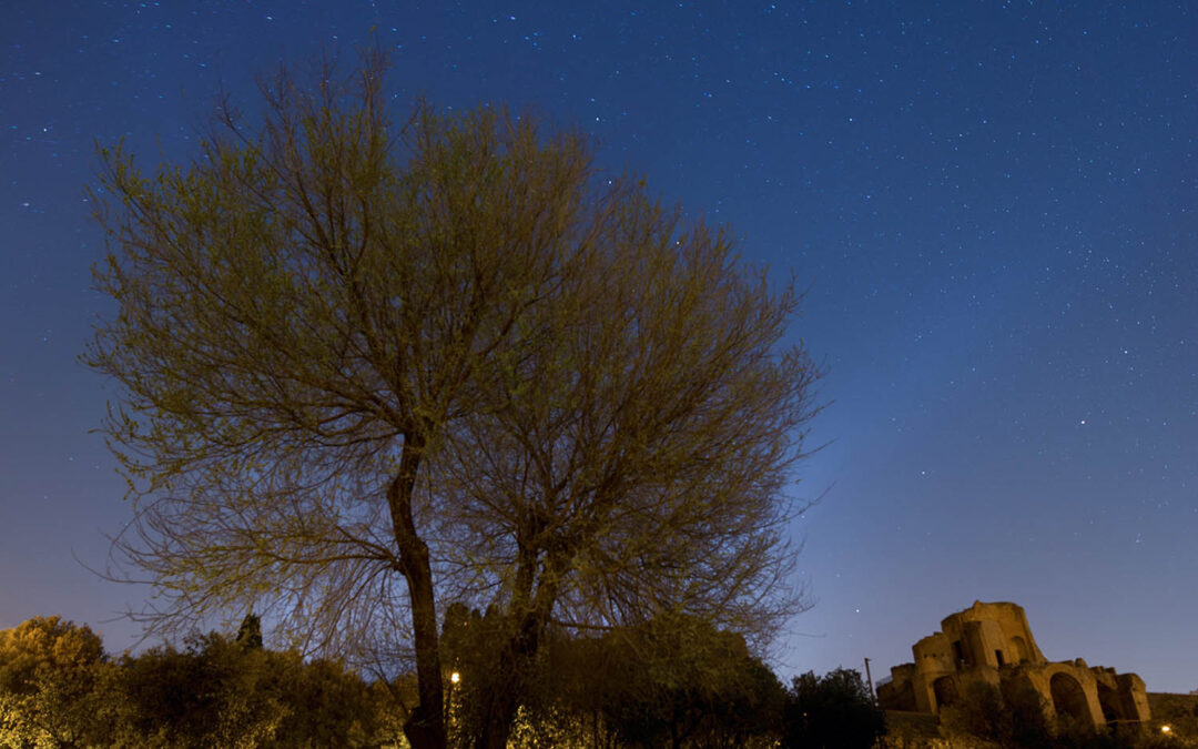 Star Tree