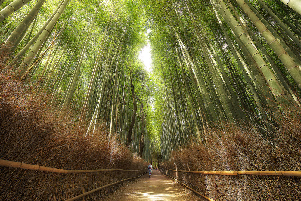 The Bamboo Path